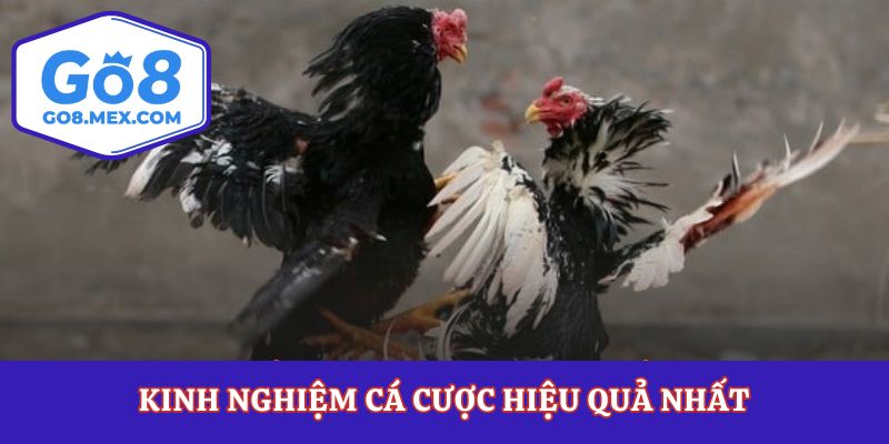 Kinh nghiệm cá cược hiệu quả nhất